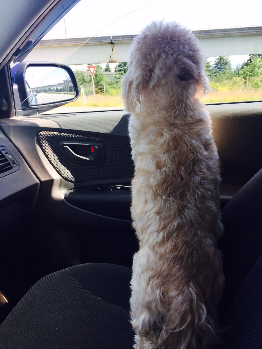 JACK THE DOG❤️ tweet media