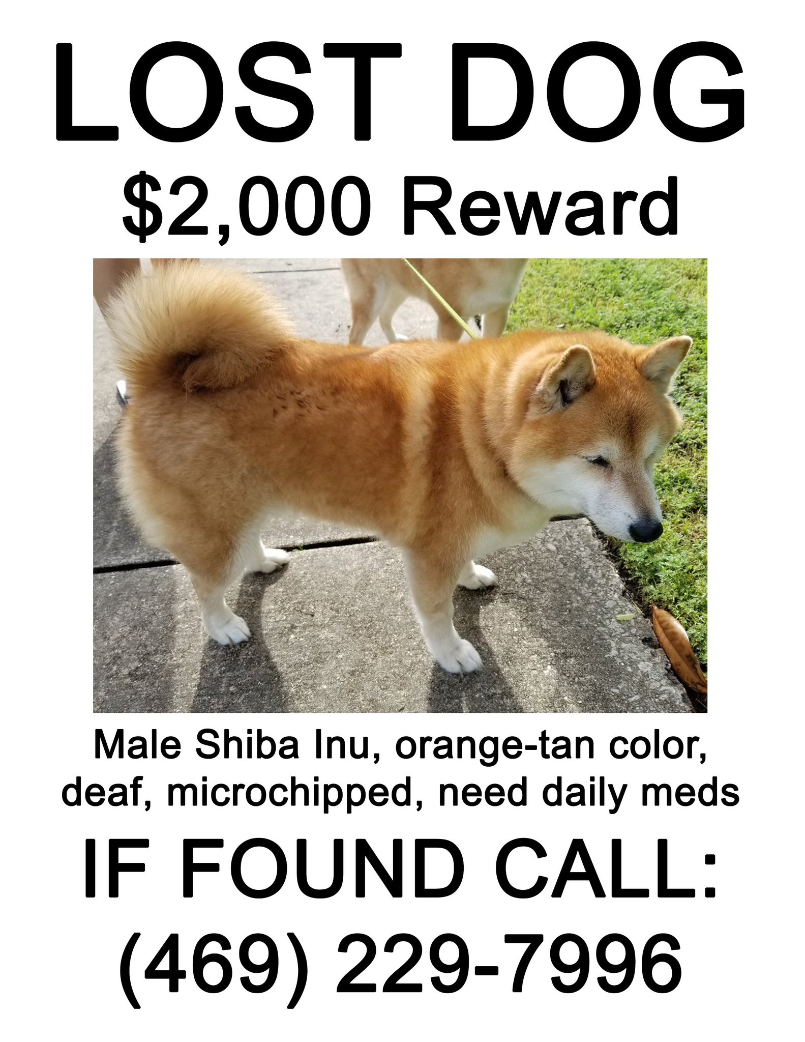 Drift0r On Twitter The Dog Is A Red Colored Neutered Male Shiba