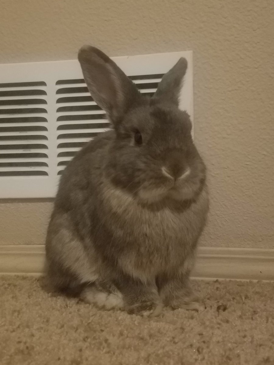 Ethan Nestor on Twitter "Spencer when leaves move too quickly…