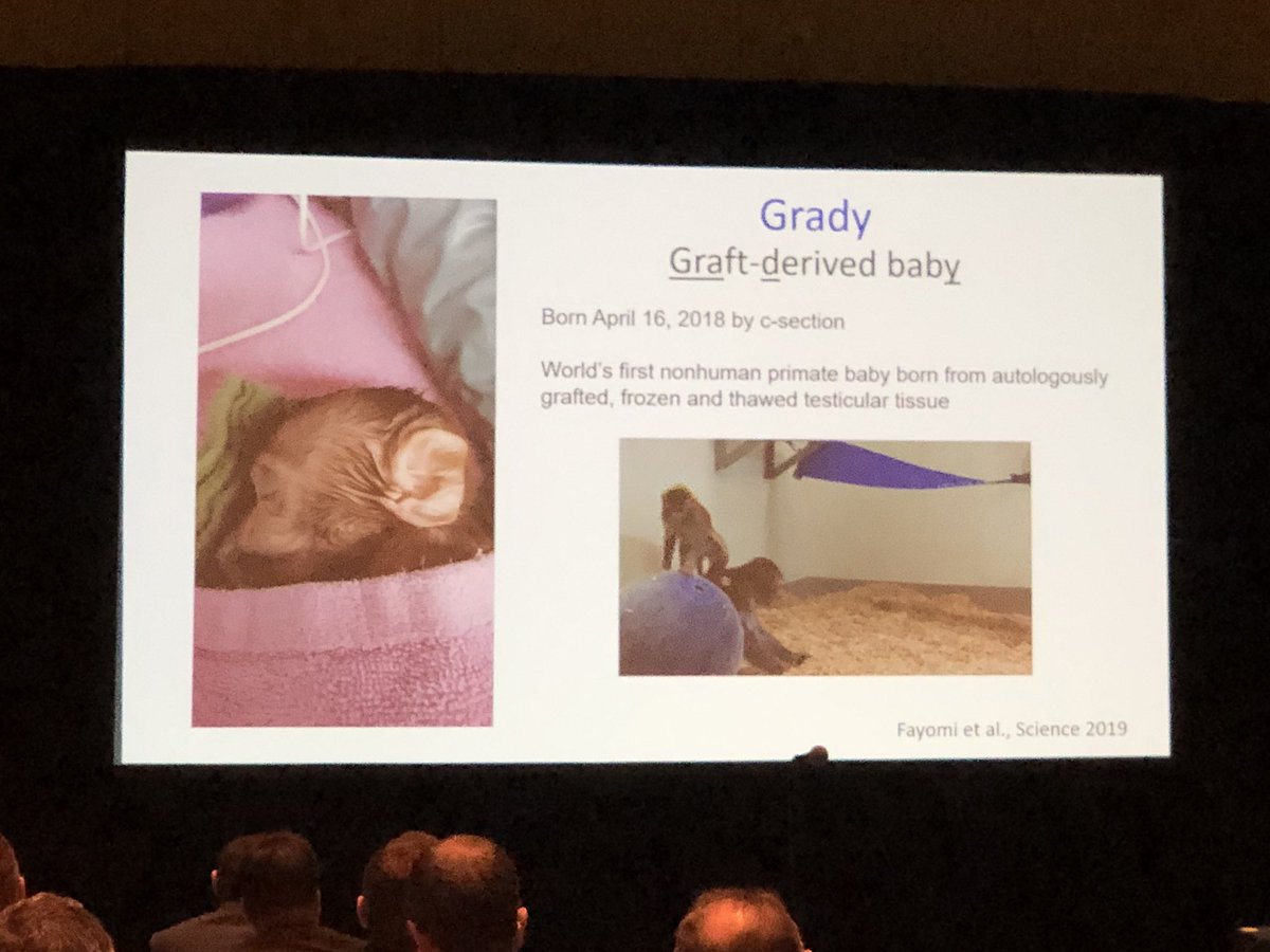 Dr. Alex Tatem (@alextatem) on Twitter photo GAME changing research from Kathleen Hwang (another proud <a href="/DrLipshultzTips/">Larry Lipshultz, MD</a> fellow!) of @UPittUrology showing LIVE birth of primate infant with auto-transplant of PRE-PUBERTAL cryopreserved #testis tissue. Incredible hope for pediatric #oncofertility! <a href="/SSMR_malefactor/">Society for the Study of Male Reproduction</a> #AUA19 GAME changing research from Kathleen Hwang (another proud <a href="/DrLipshultzTips/">Larry Lipshultz, MD</a> fellow!) of @UPittUrology showing LIVE birth of primate infant with auto-transplant of PRE-PUBERTAL cryopreserved #testis tissue. Incredible hope for pediatric #oncofertility! <a href="/SSMR_malefactor/">Society for the Study of Male Reproduction</a> #AUA19