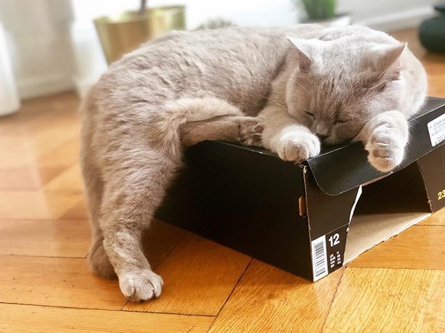 finjabella's tweet photo. What a #lazysunday ๐ป do you enjoy your weekend? ๐พ
.
.
.
.
#lazy #supersweet #beautygirl #bkh #catbox #goodnight #sleep #katzen #picoftheday #bshlover https://t.co/WJeJIDePXF