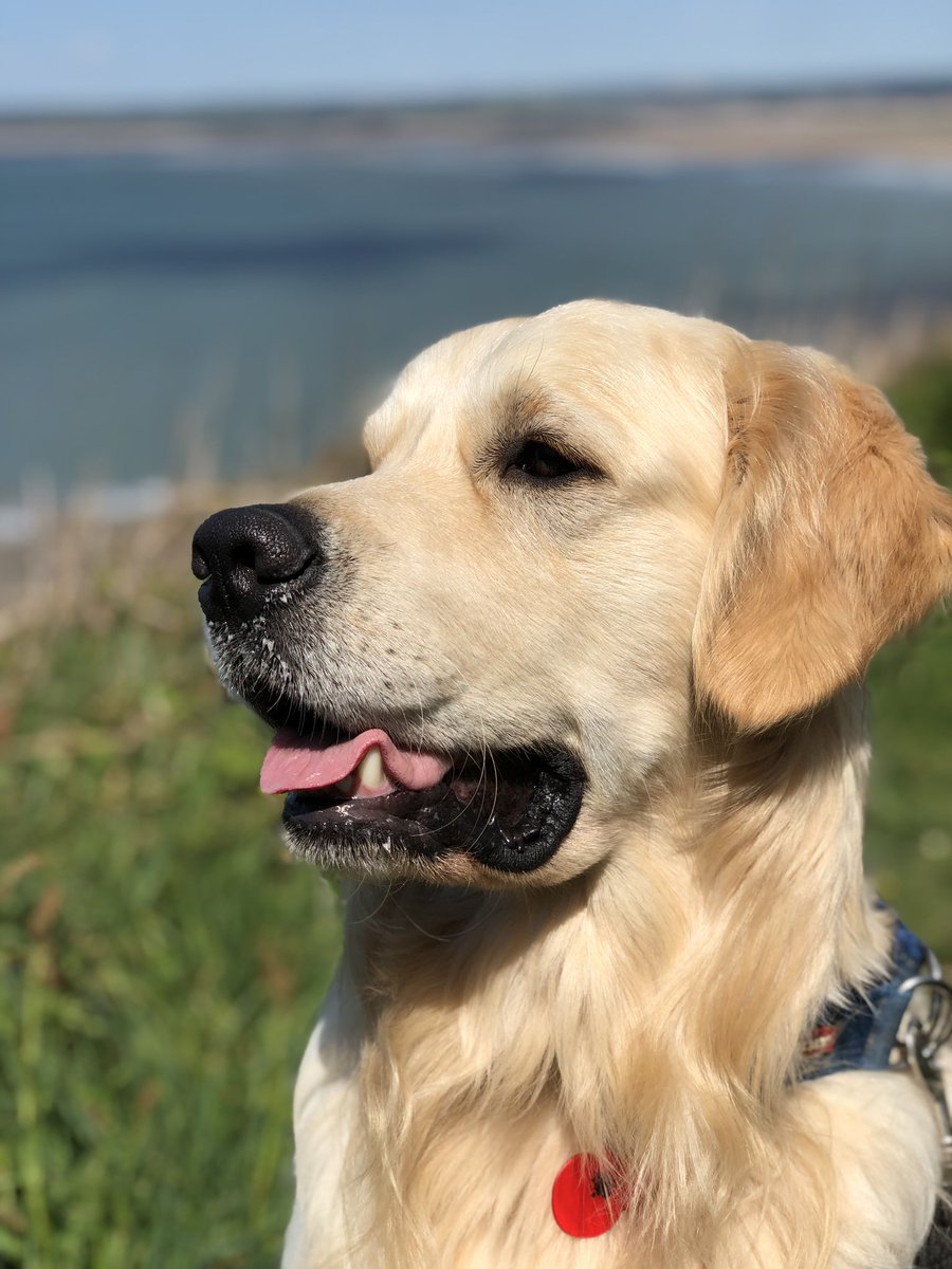 HelpForMovers's tweet image. So often forgotten... please remember to update your pets microchip information! #movinghome #movingprep #QueenOf Moving #SBS #WOW #SmartSocial winner 😊