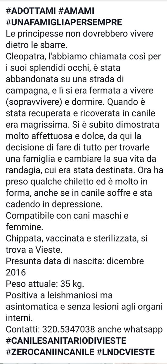 caniles_vieste's tweet photo. Cleopatra, bella e fiera...chi la vuole adottare? https://t.co/zem4rUHjTi