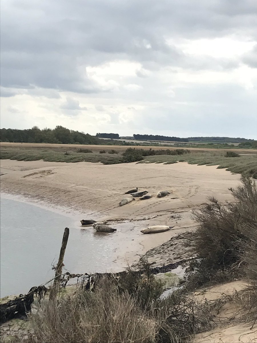 rachelf94's tweet photo. Spirit animal spotted today #NorfolkCoast #happyseals #cloudbathing https://t.co/ZOXFpiZfI9