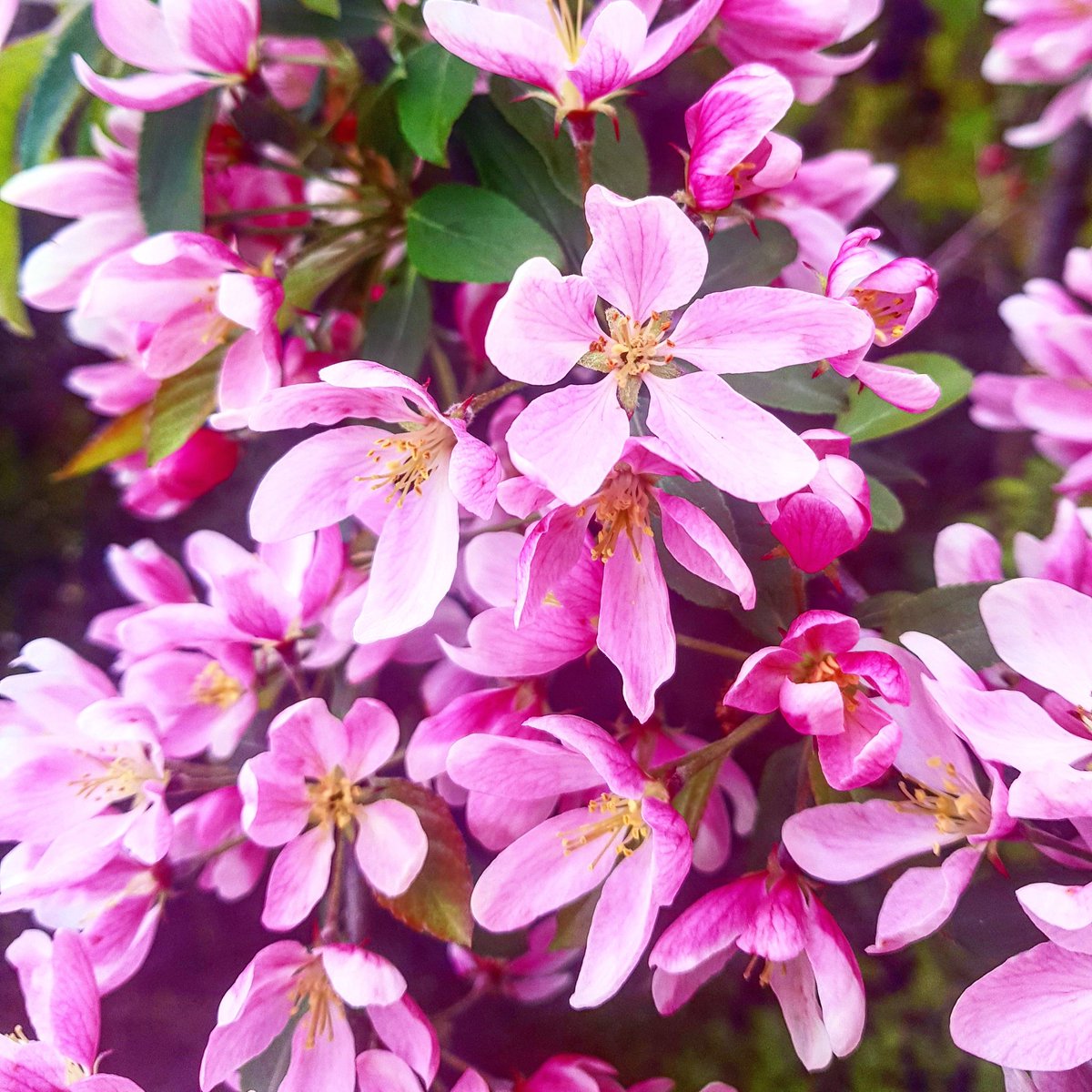 Flo_Grugel's tweet photo. #poppyandrune feels 🌸🌸
#spring2019 #ottertarn #tilliecolebooks #athousandboykisses #ATBK https://t.co/JPpYEBdZBt