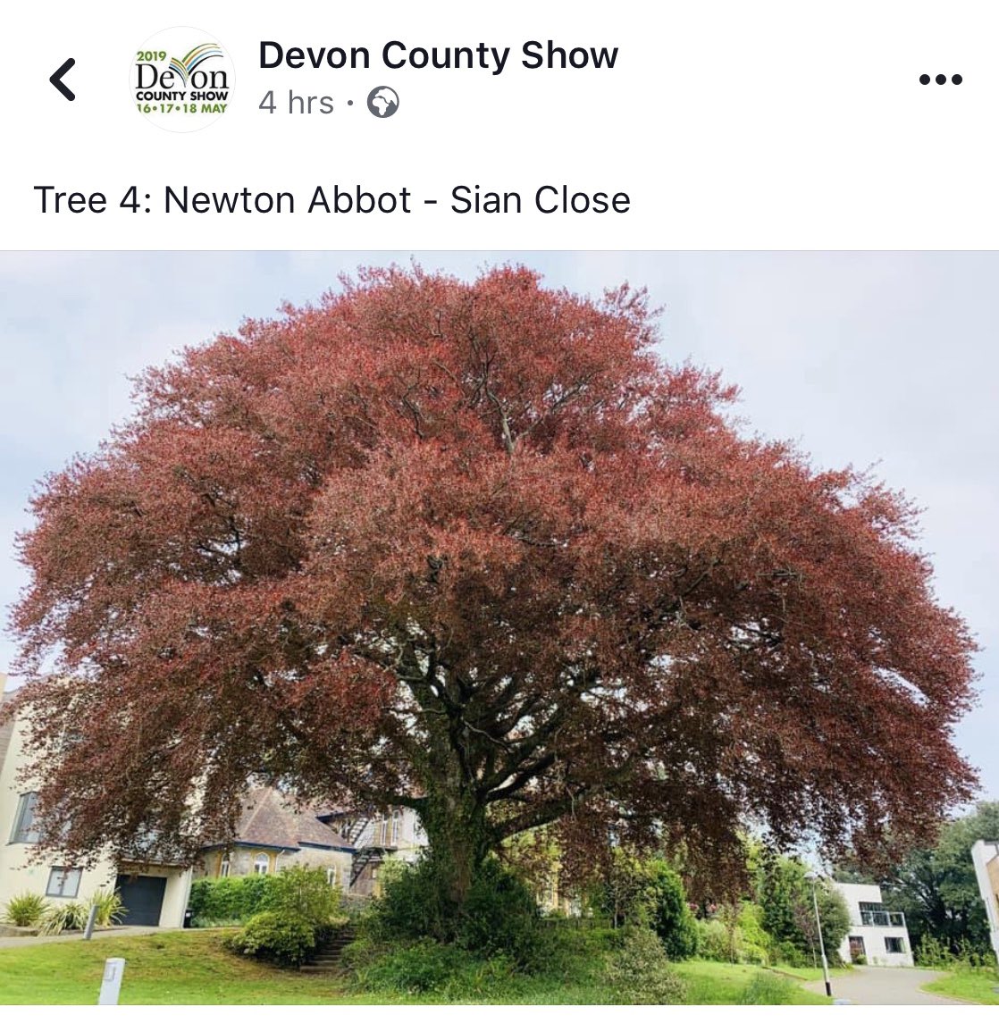 Worth a quick Like  ... voting is underway for Devon’s loveliest tree. I happen to believe that No 4 is the winner. Please click the link &amp; Like Tree No 4!! #DevonCountyShow #Devon #Devontrees  facebook.com/creamofdevon/p…