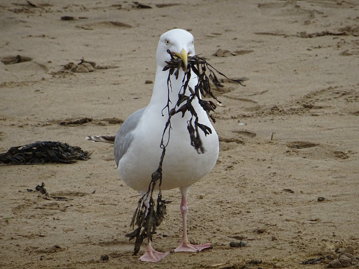 IanAtki56548037's tweet photo. All the Typical sights of the Seaside. 5.5.2019. https://t.co/iBVDUGinOY