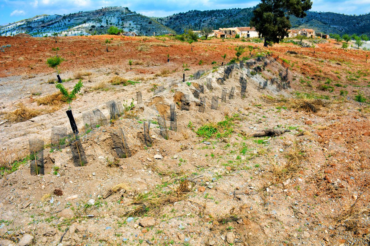 Si se aumenta un 4x1000 la cantidad de carbono contenido en los suelos, se frena el aumento anual de CO2 en la atmósfera, responsable en gran parte del cambio climático. #LIFEAMDRYC4 está experimentando en suelos agricolas de secano, medidas eficaces que aporten adaptación #AbE