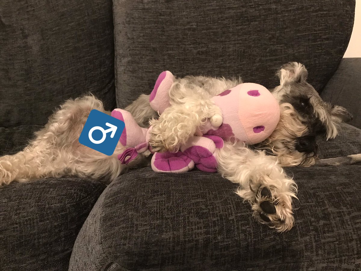 _Rufus_Dog_'s tweet photo. Schnugglin me moo cow... Preshiate me modesty covur hoomum. π€¨ #SchnauzerGang #DogsOfTwitter #IsMeInnit #MooCow https://t.co/ntKnV257ax