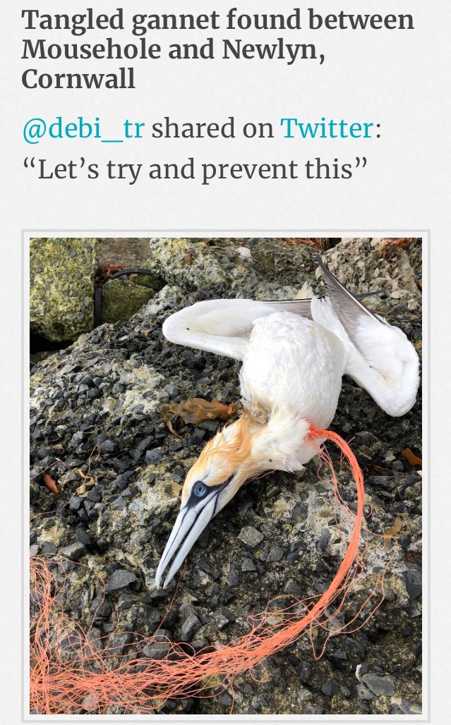 sascampaigns's tweet photo. #CreaturesAndPlastic: Another heartbreaking image. Another reason to #EndPlasticPollution
@debi_tr shared this photo of a tangled gannet in Cornwall. #TheCreature
We’re collecting stories this month of animals killed & injured by #plastic pollution at: https://t.co/puGVKi9Kw8 https://t.co/TJVcHEPkeo