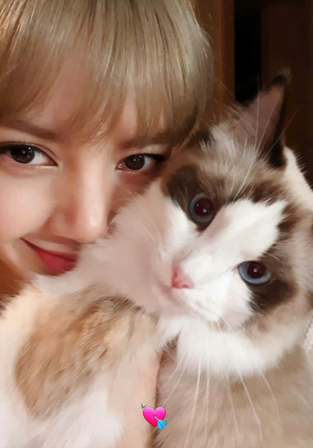 Happy Birthday to petpink\s visual and Lisa\s second cat.. 