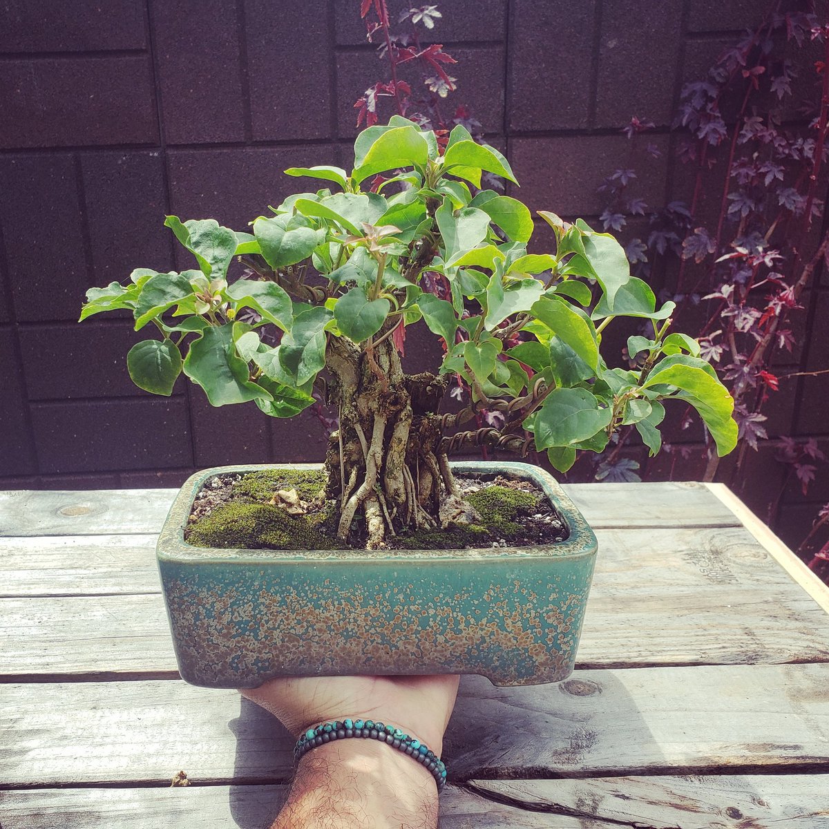 ¡Lindo domingo a todos!🌳✂️🎵 Trinitaria shohin en tiesto Koyo😉 
#raicesbonsai #bonsailife #inlovewithnature #norest #bonsai #art #bonsaiart #shohinbonsai #kifubonsai #art #nature #coffee #ficus #bonsainia #bonsaificus #bonsaipot #nature #pr #shohinbonsai