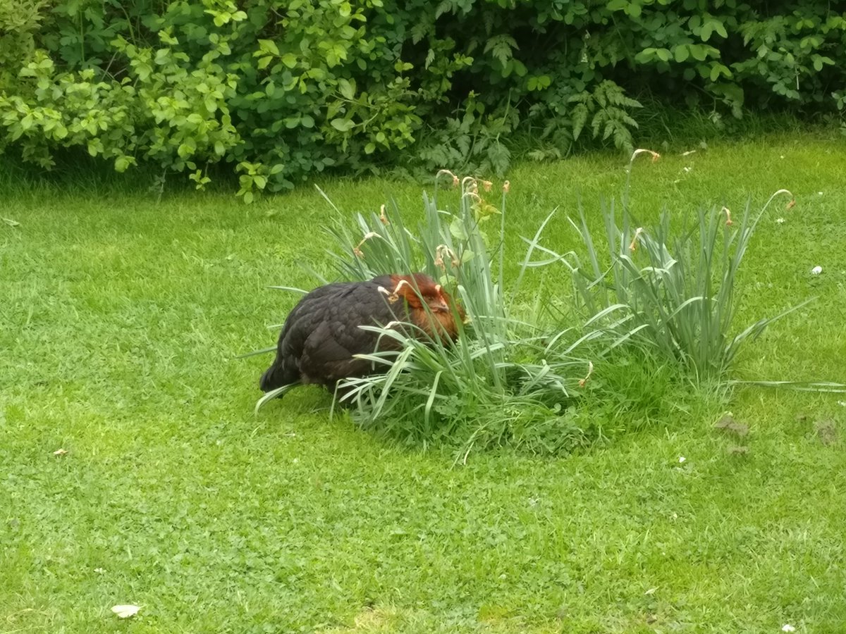 LMDCDriver's tweet photo. Olive the chicken is hiding! 🤔😁 https://t.co/EF0AMP8CId
