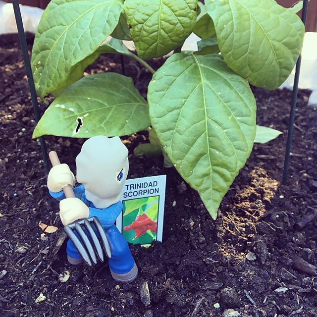 rory68anderson's tweet photo. My little gardener hard at work • #jasonvoorhees #fridaythe13th #hotpepper #trinidadscorpion #peppers #mybackyard #raisedgarden #raisedgardenbeds #mysterymini #gamestop #funkocommunity #ebgames #funkocollector #ebcanada #pitchfork #campcrystallake #c… https://t.co/bKmzU0keBd https://t.co/WxInxx1sqR