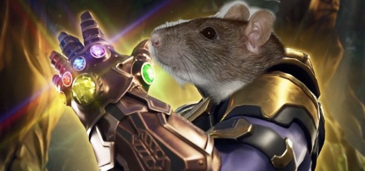vinnybrack's tweet photo. Rats in the 14th century after they collected all the bubonic stones https://t.co/ks36RaHmEK
