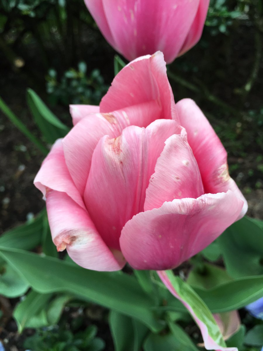 Tip Toe Throgh The Tulips Part 1  The Precious Pinks , after the Deluge . #FlowerReport #theconservatory #centralparkbloomwatch