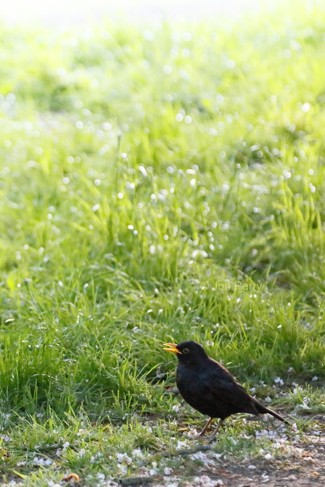 Dawn Chorus day and a tweet by blackbird at 5:39. Thank you for your song Mr Blackbird #ActonGreen #W4