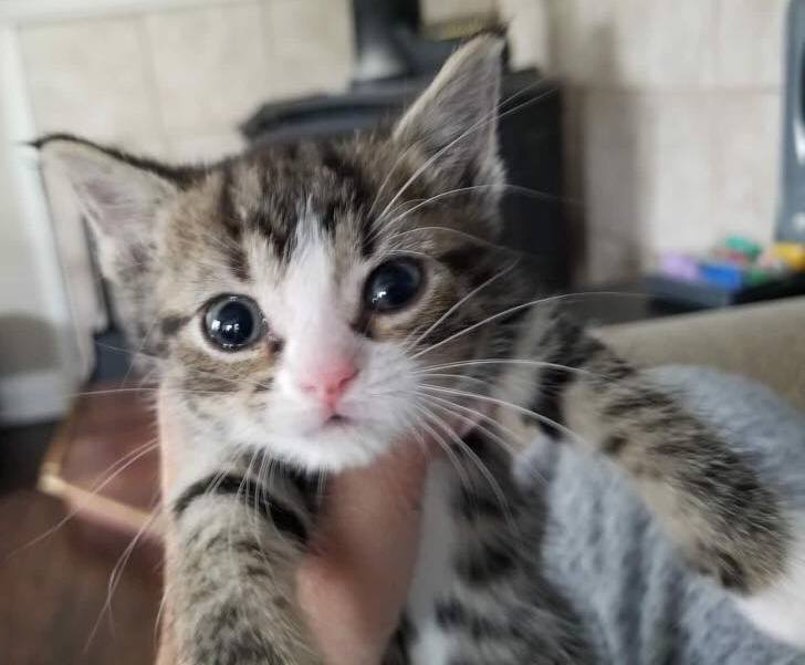 Rescued little fella from Jersey City today.  💙
The Crowdrise fundraiser is our critical annual event.  Hep us win one of the six $2,500 bonus!  Pls DONATE &amp; RT. TY.
crowdrise.com/o/en/campaign/…
#CatsOfTwitter  <a href="/AlyssaMastro44/">alyssa mastromonaco</a>  <a href="/CatioGuy/">CatioGuy</a> #cats #catsofinstagram