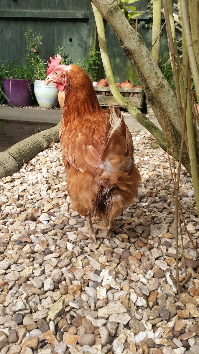 sarahchookas's tweet photo. Woohoo! I do believe Margo's vent gleet has gone at last!! A big thank you to @DrChicken for advising to stop using probio yoghurt and just stick to canestan. I've also been using probios in the water. First photo is 6 weeks ago, second is today (I trimmed her feathers) #drybum https://t.co/kWzkw3MIAA