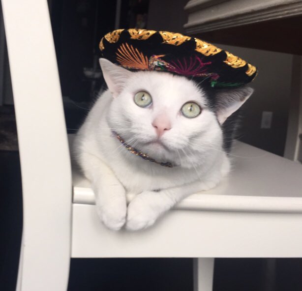 HouseofFuzz's tweet image. #CincoDeMayo #CincoDeMayo2019 #CincoDeMoes #CincoDeMayoWeekend #yummy #CatsOfTwitter #Cats #catsofinstagram #paws #meow #WhatDoesTheCatSay #catselfies