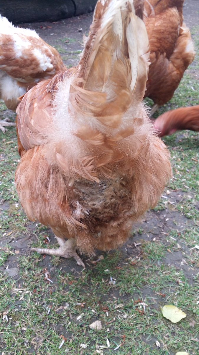 sarahchookas's tweet photo. Woohoo! I do believe Margo's vent gleet has gone at last!! A big thank you to @DrChicken for advising to stop using probio yoghurt and just stick to canestan. I've also been using probios in the water. First photo is 6 weeks ago, second is today (I trimmed her feathers) #drybum https://t.co/kWzkw3MIAA