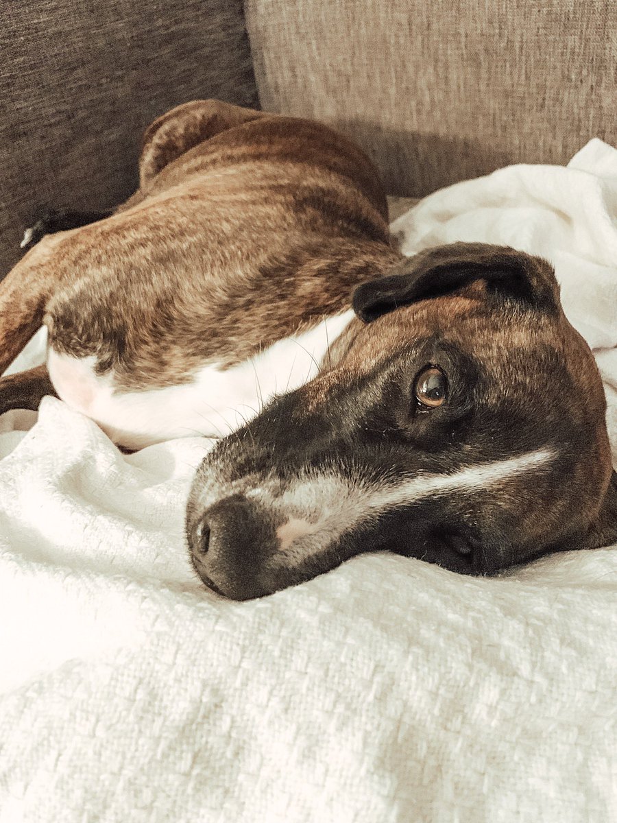 cacagle_'s tweet photo. I have the cutest animals in all the land https://t.co/EPvGN9OueA
