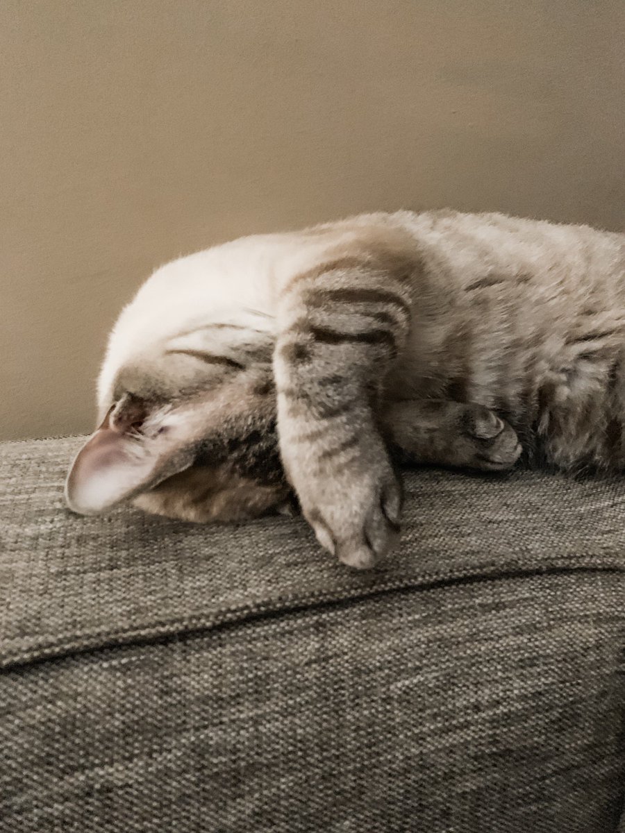 cacagle_'s tweet photo. I have the cutest animals in all the land https://t.co/EPvGN9OueA