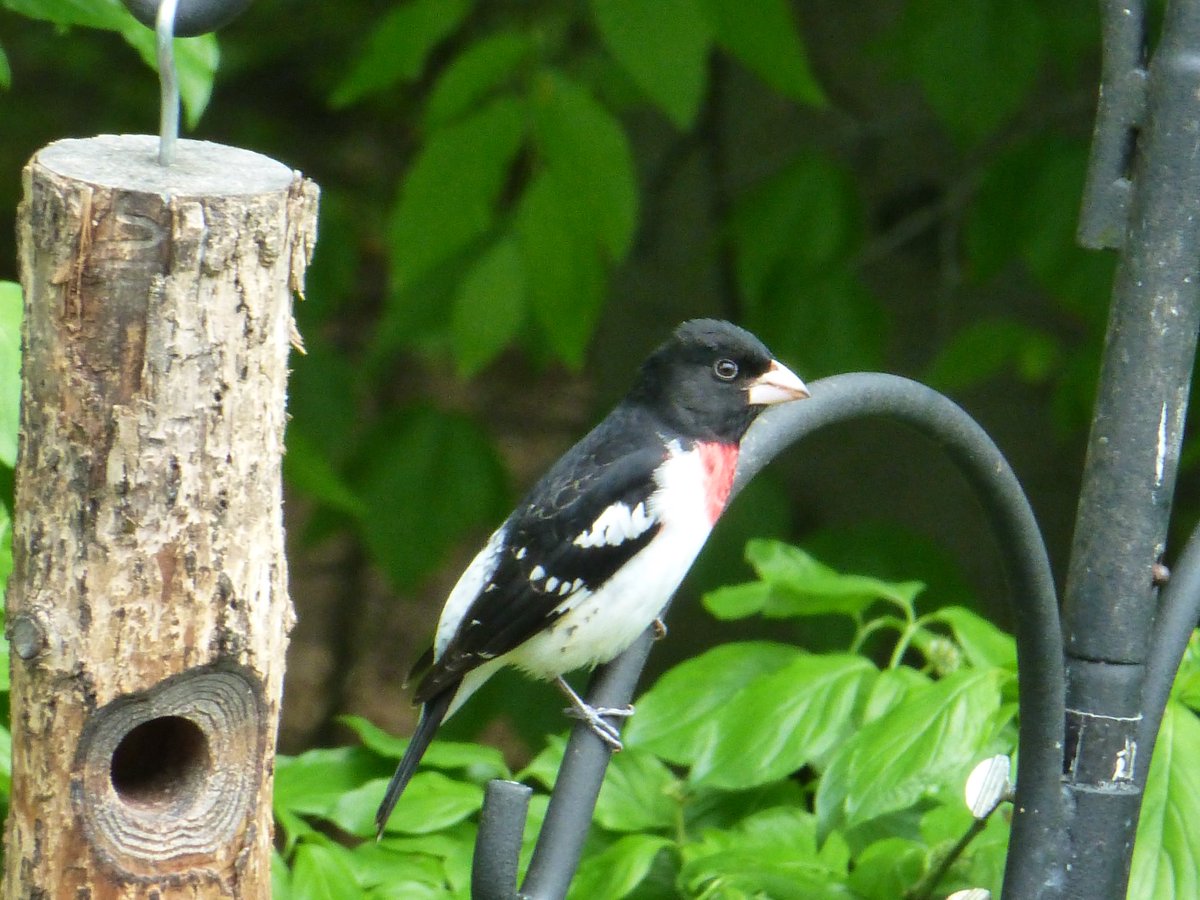 I had this beauty come to my feeder yesterday. #RoseBreastedGrosbeak #Birds