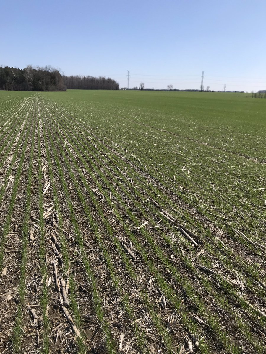 It’s a beautiful day <a href="/PortAlbertBrnch/">Thompsons PortAlbert</a>  today, and we’re taking full advantage of it - fleabane is growing! Get out in your fields or call us to do it for you. We’re open today all day #ontag #wheat19 #problemweeds