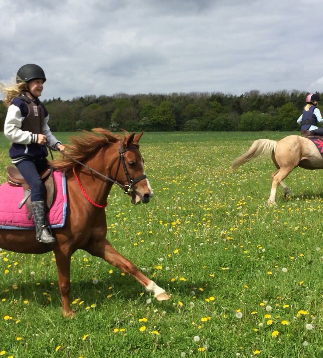 NewsEquine's tweet image. My girls took the ponies for a blast on around a few fields today, love the smile on Marigold’s face #loveponies #ponychat @tothorseponymag