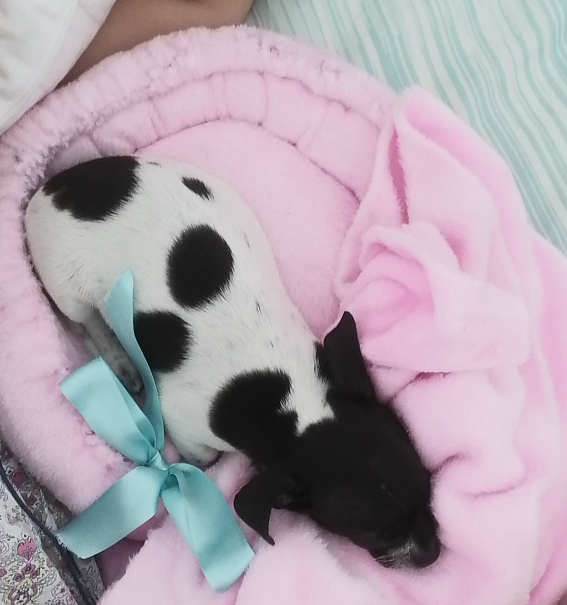 mapagomeza's tweet image. Soy una madre enamorada ❤️❤️❤️ #vacci