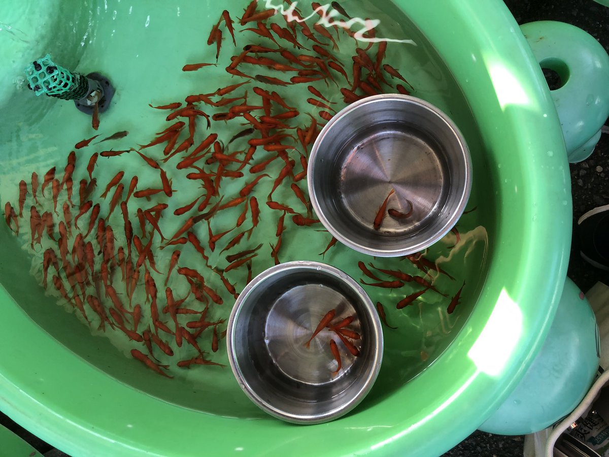 ピロキ 手取フィッシュランド楽しかったなー 彼女は釣り堀で鯉釣っててやるわ けど金魚すくいなら俺の方が釣れたもん また釣りしにいこーっと ๓ ピロキ 手取フィッシュランド楽しかったなー 彼女は釣り堀で鯉釣っててやるわ けど金魚すくいなら俺の方が釣れたもん また釣りしにいこーっと ๓