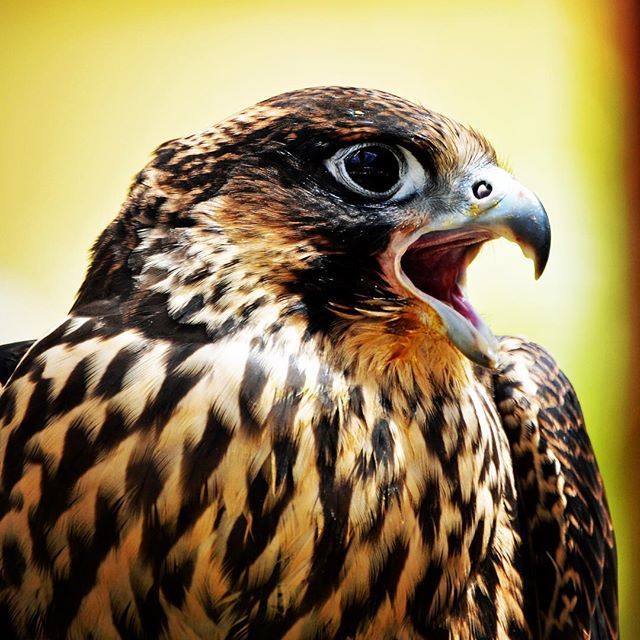 Fotomondeo's tweet photo. Raptor. #bird #falcon #alicante #spain #españa #travel #adventure #wanderlust #vacation #travelgram #explore #holiday #travels #traveler #traveller #traveling #travelling #travelphotography #travelingram #travelblog #travelblogger #traveladdict #exploret… https://t.co/vTm85HCcPk https://t.co/Ek2xzE1Q0M