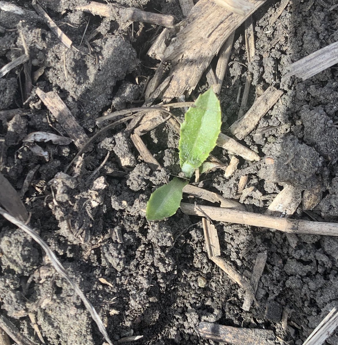 Thinking of not doing a pre burn?  Stop and take a quick tour. There’s more growing than what you think! #spray19