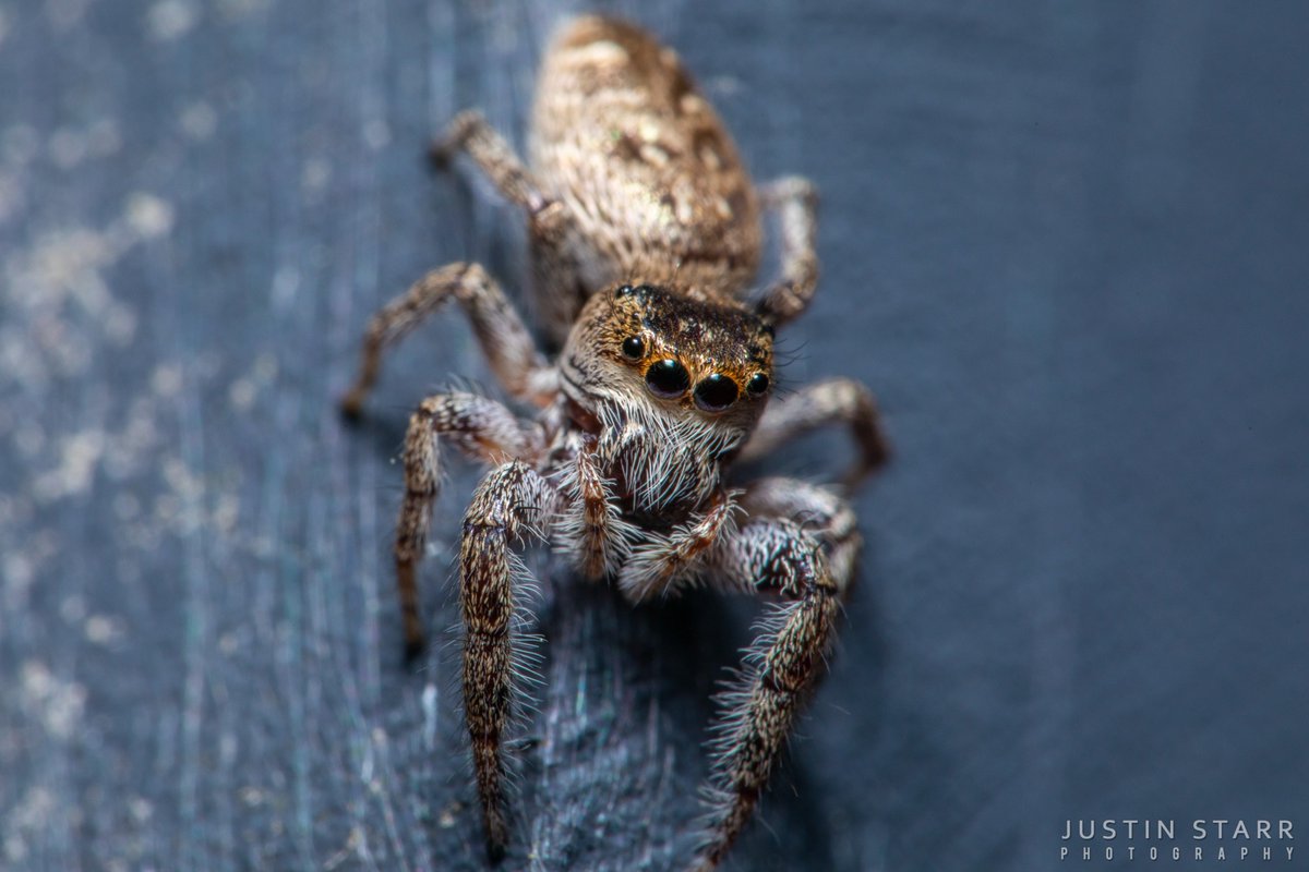 rettiwT delliK nolE tweet media