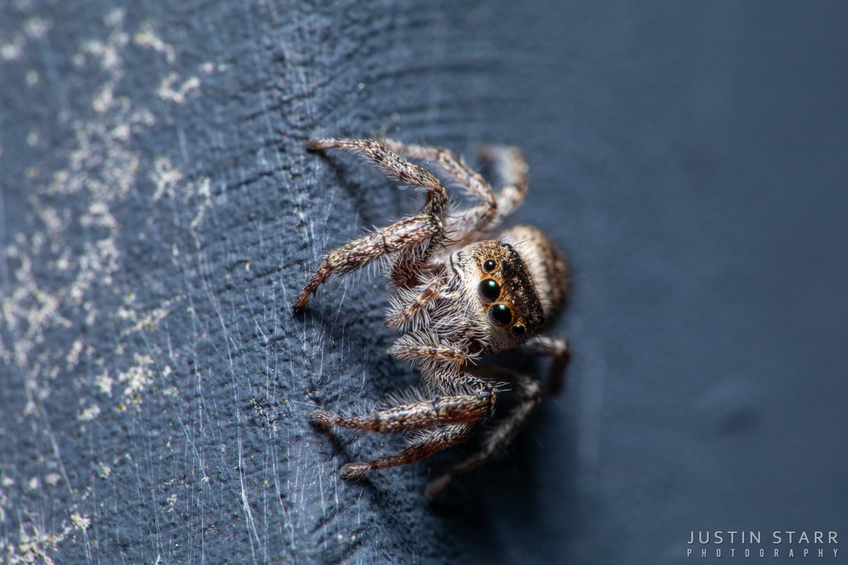 rettiwT delliK nolE tweet media