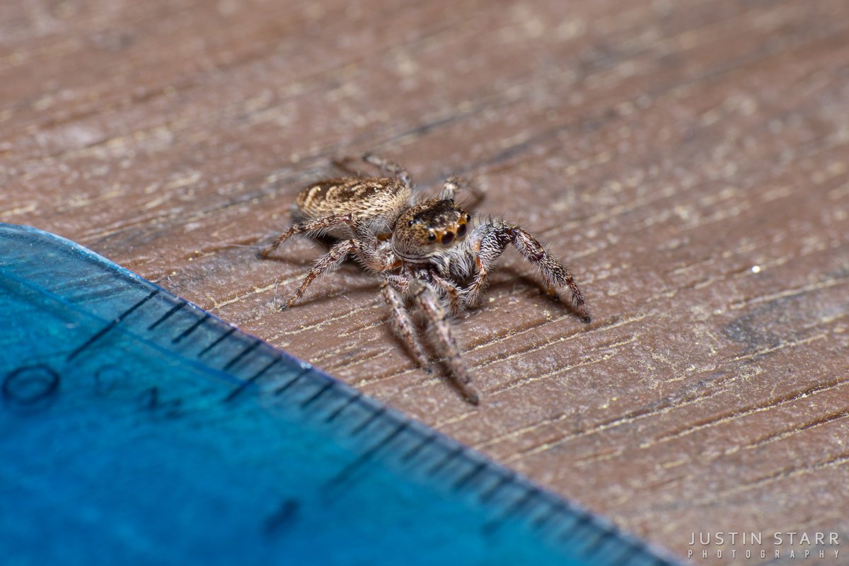 rettiwT delliK nolE tweet media