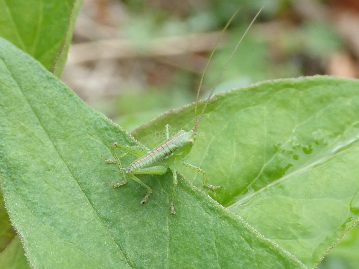 Twitter पर Bergkatze べるくかっつぇ 春先のタンポポの花に定番のヤブキリの幼虫 成長するにつれ 高いところに上るようになって 肉食が強くなる 直翅 バッタ キリギリス科 ヤブキリ 幼虫 ヤブキリ Tettigonia Orientalis Uvarov 1924 T Co