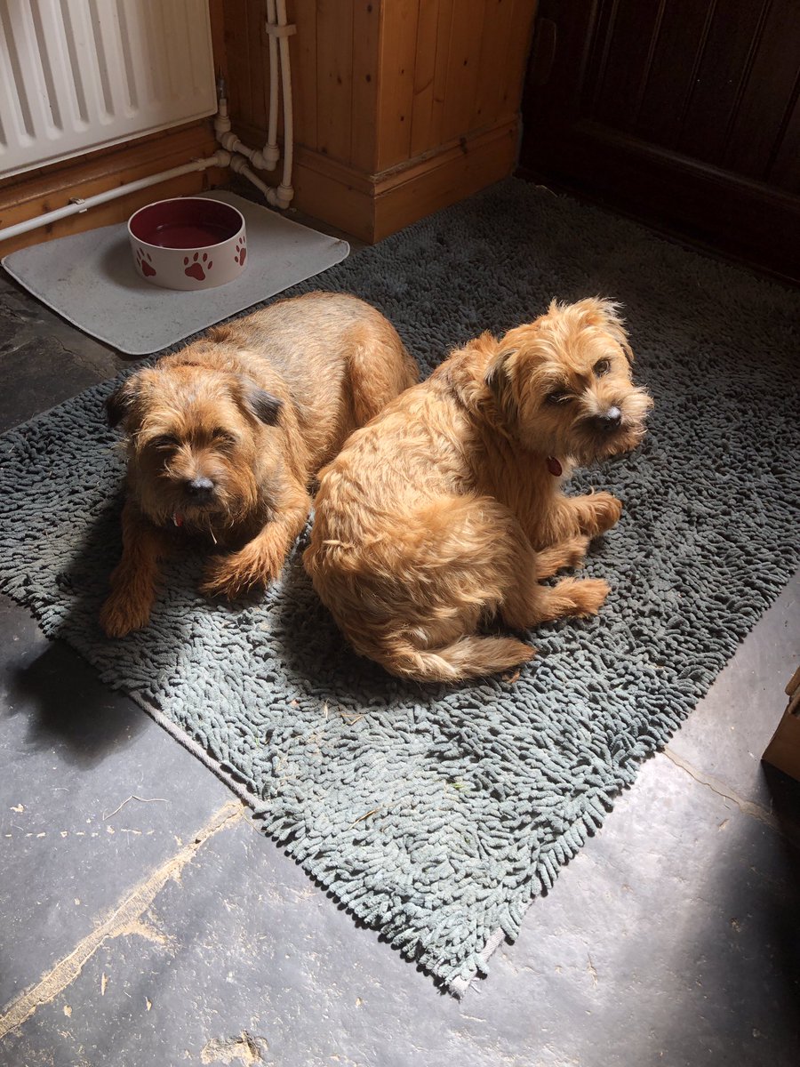 PoppytheBT2's tweet photo. Bank holiday weekend is for walkies and sun puddling #fun #walkies #sunpuddling #btposse https://t.co/Xsuj5XZrBW