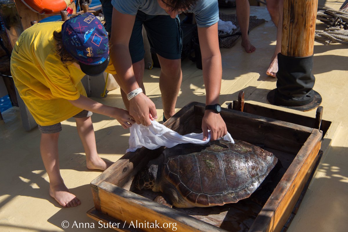 Visita Alnitak.org para pasar una semana a bordo del Toftevaag este verano 2019. Todos pueden venir: alumnos, profes, parejas, familias, jubilados, etc. Solo hay que tener ganas de contribuir activamente y vivir una aventura en alta mar!