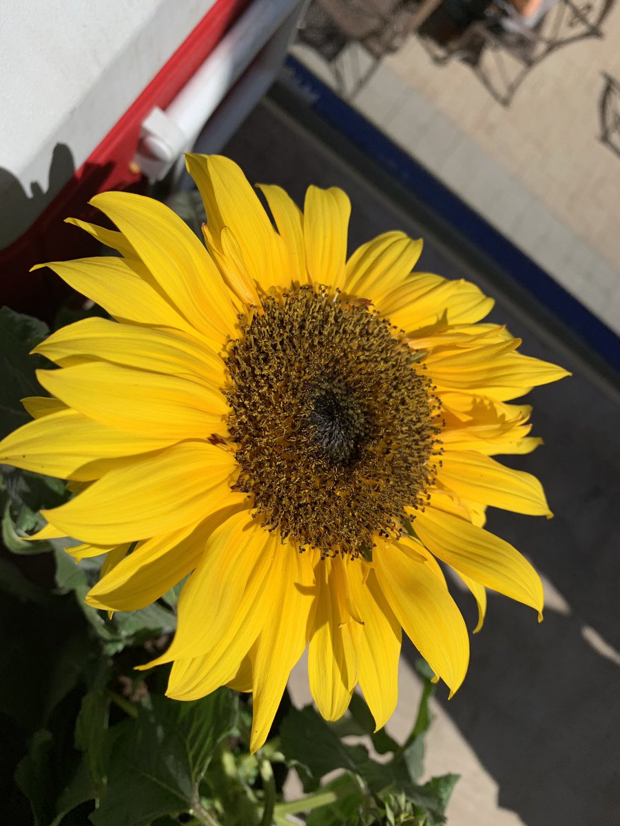 Freethefuzzvic's tweet photo. Thank you @DutchGreenD for bringing even more sunshine into our day at our #freethefuzz event @UptownShopping We appreciate your support for us and @sobcsociety @BCLETR #grateful https://t.co/6T7gUIjzOS