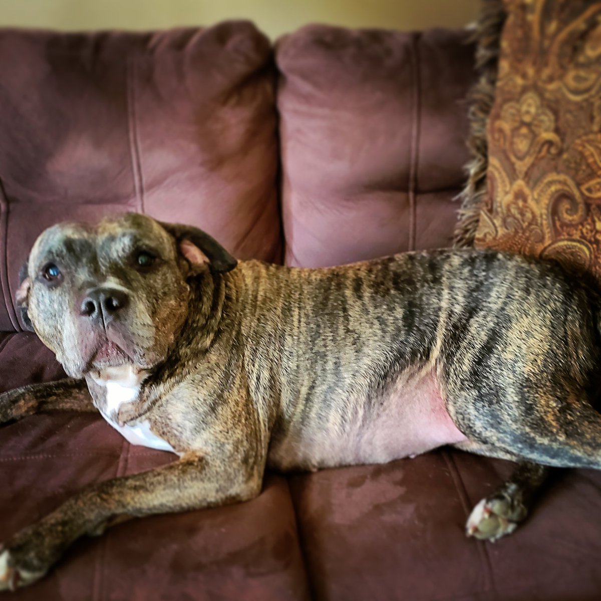 DaGhost1809's tweet photo. For 4 days now this girl has been limping due to arthritis I decided to try CBD dog treats and last night she got in the bag and ate the rest (4) today she hasn't limped once she's running around playing and even chased a squirrel TY #CBDepot #CBD #dogtreats #DogsofTwittter #pets https://t.co/iNsjBlauz6