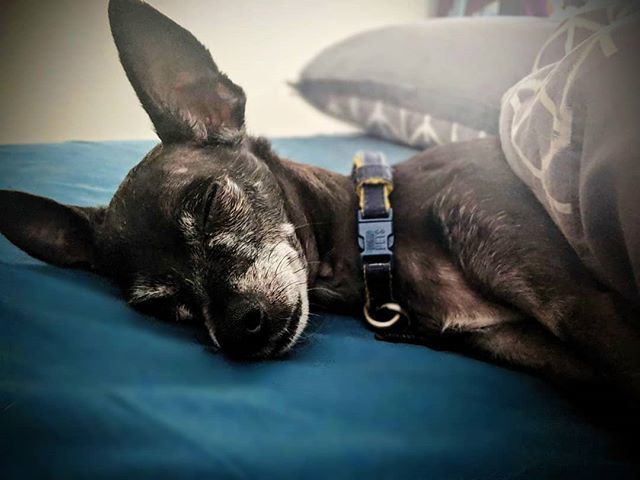 brucewayneatx's tweet photo. Sunday Snoozies 💤🐶💤 https://t.co/3yUmXa5T8u https://t.co/hvJfzPM5Vl