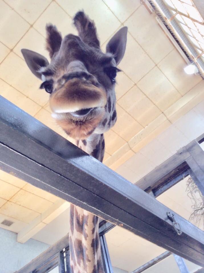 westminsterwags's tweet photo. Ali went on a meet and greet today! 
Her new 4 legged friend was slightly taller than normal, &amp; is unlikely to be joining our pack on a full time basis but will always be an honorary member of the Wags family as far as Ali’s concerned! #BirthdayGift #Giraffes #LondonDogWalker https://t.co/Onh1pL5MwW