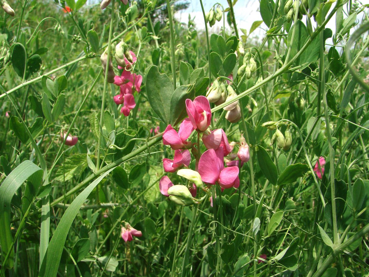 Покажи чина. Чина (Lathyrus). Чина клубневая (Lathyrus tuberosus l). Чина Луговая астрагал. Луговой душистый горошек.