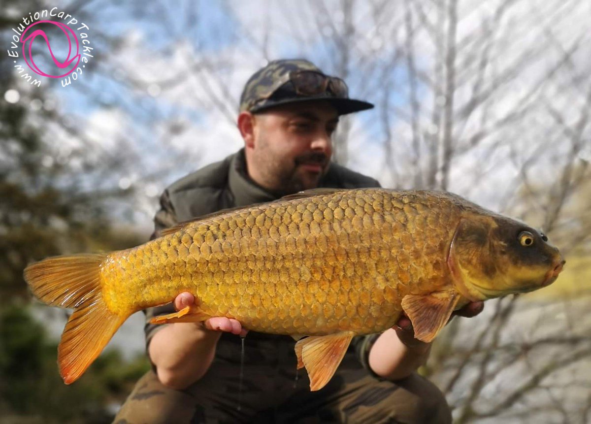 EvoCarpTackle's tweet photo. A Good days fishing for consultant Tom Milson, catching a couple of fish that are quite rare to the lake. One stunning common and a rare ghost carp, were the pick of the bunch. All were landed, weighed &amp; released, in the NSR.
https://t.co/pJQKNvDNOj #EvolutionCarpTackle #Evolve® https://t.co/lVB3FjYTcH
