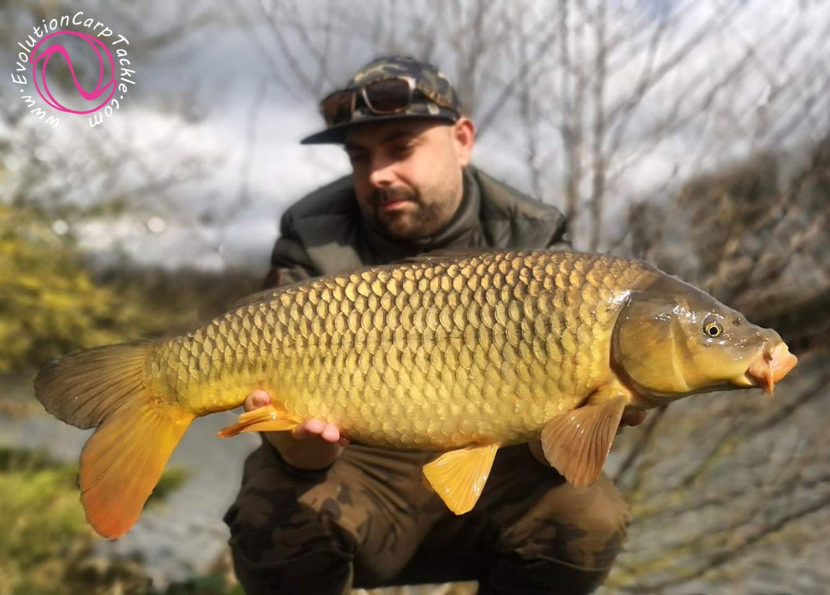EvoCarpTackle's tweet photo. A Good days fishing for consultant Tom Milson, catching a couple of fish that are quite rare to the lake. One stunning common and a rare ghost carp, were the pick of the bunch. All were landed, weighed &amp; released, in the NSR.
https://t.co/pJQKNvDNOj #EvolutionCarpTackle #Evolve® https://t.co/lVB3FjYTcH