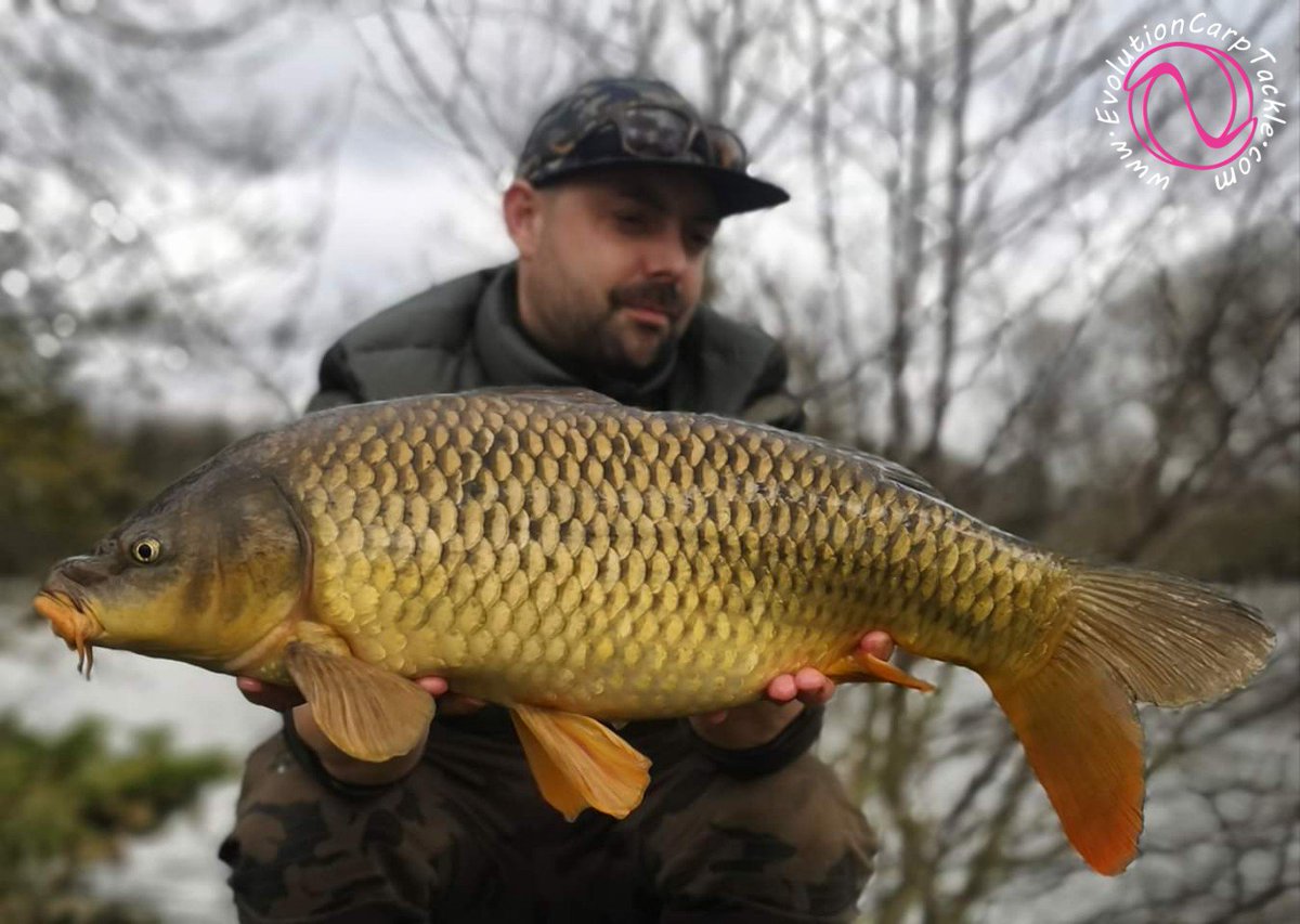 A Good days fishing for consultant Tom Milson, catching a couple of fish that are quite rare to the lake. One stunning common and a rare ghost carp, were the pick of the bunch. All were landed, weighed &amp; released, in the NSR.
Evolutioncarptackle.com #EvolutionCarpTackle #Evolve®