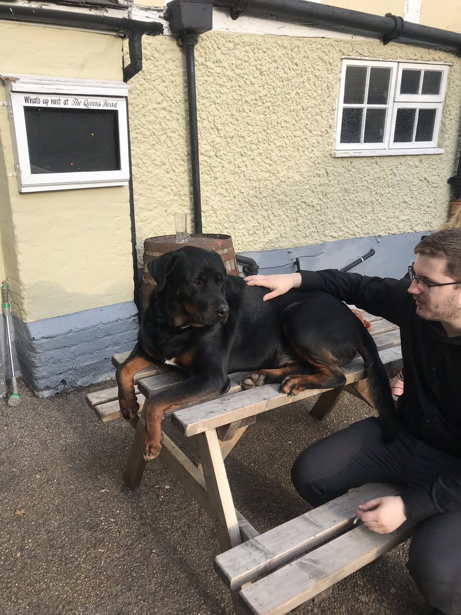 The pub dog #queens #head