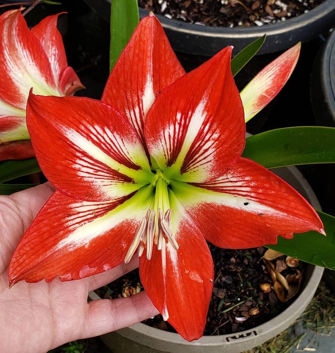 padellie's tweet photo. 🌸🌹💮Currently Blooming💮🌹🌸

#MiniatureRoses 
#Amaryllis 
#Lily 

#growwhatyoulove #flowers #flowersmakemehappy #happinessinprogress  #blooms https://t.co/NHyB54hQ9t